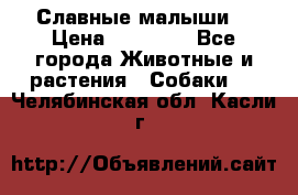 Славные малыши! › Цена ­ 10 000 - Все города Животные и растения » Собаки   . Челябинская обл.,Касли г.